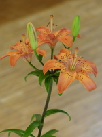 Foto: Dr. Peter Müller